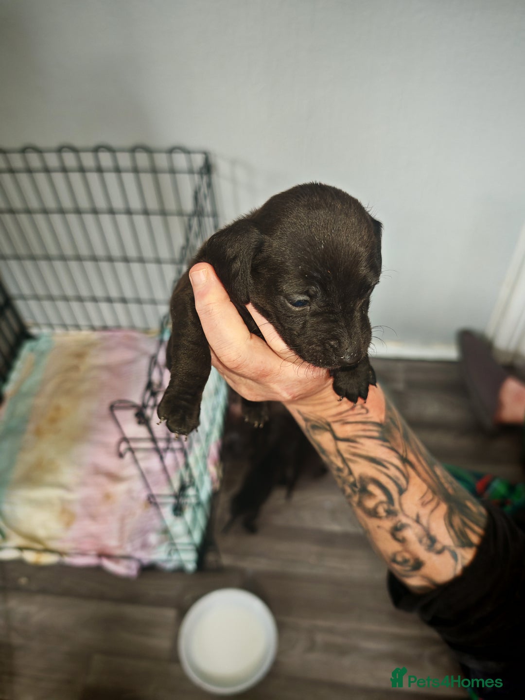 Dachshund dogs for sale: Dachshund puppies  - Image 2