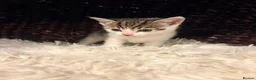 Mixed Breed cats for sale: Beautiful Shirt Hair Kittens - Advert 21