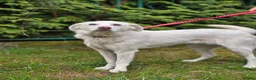 Mixed Breed dogs for adoption: ❤️BELLA❤️ Full of Love, Joy and Life - Advert 12