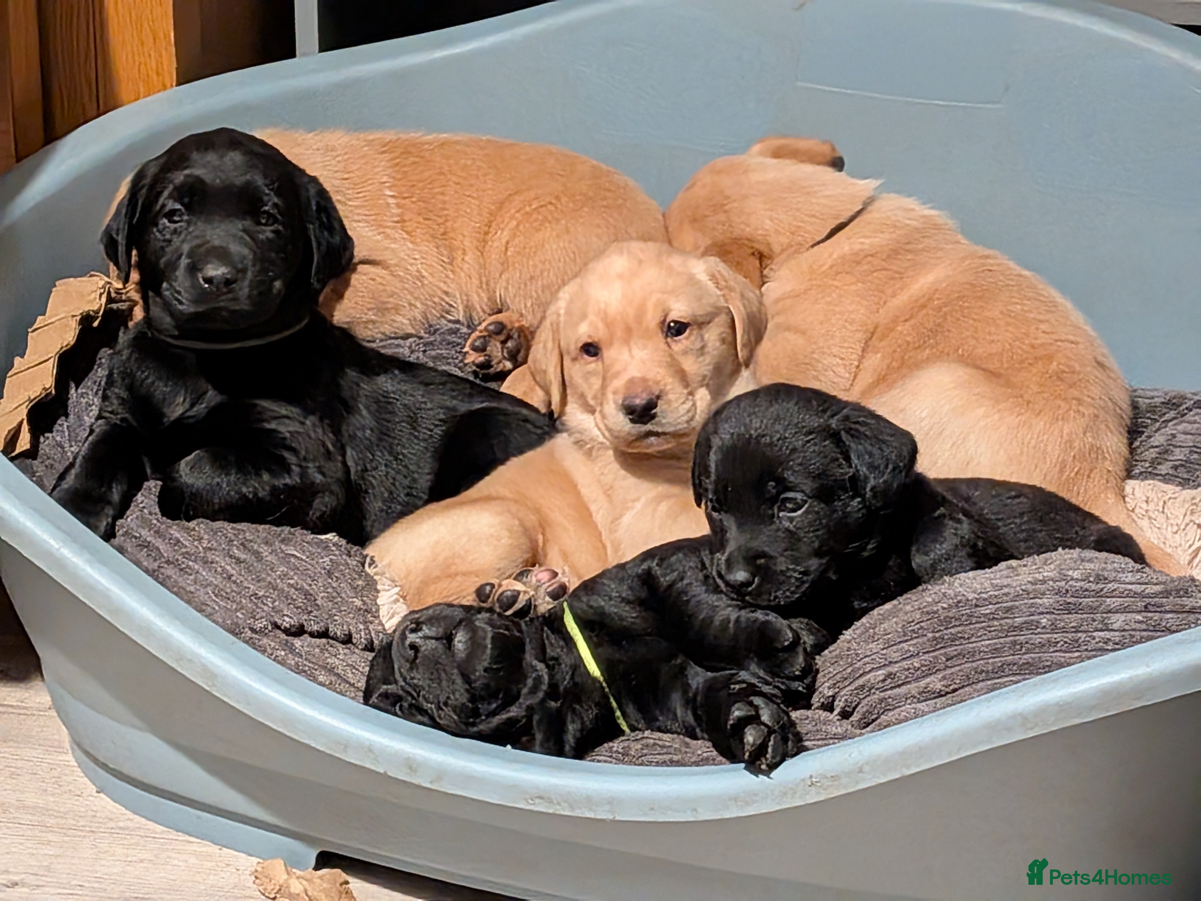 Labrador Retriever dogs KC registered Fox Red boy & black girl  - Advert 6