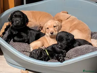 Labrador Retriever dogs KC registered Fox Red boy & black girl - Advert 6