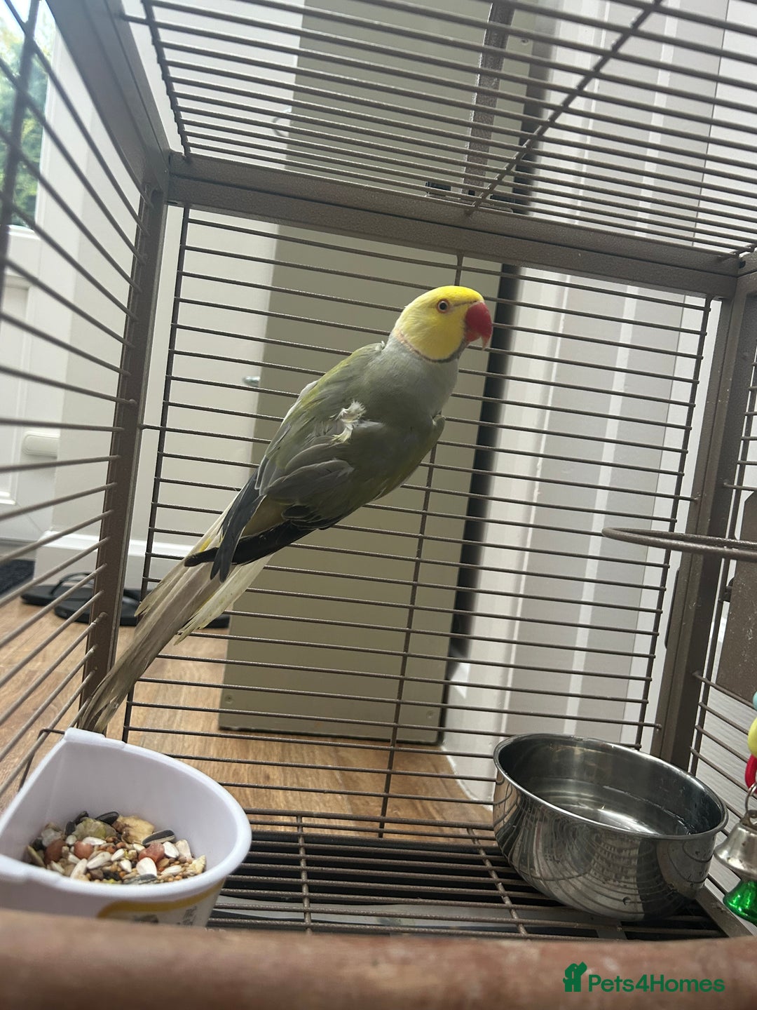 Budgerigars birds for sale: Pair of Beautiful Mutated Indian Ringnecks!! - Image 8