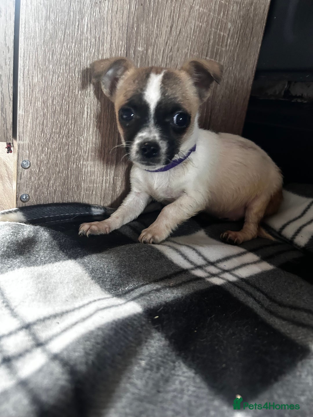Jack Russell dogs for sale: Beautiful Jack Russell pups for sale  in Stoke-on-Trent - Image 12