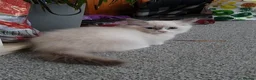 Ragdoll cats for sale: Female kittens - Advert 11