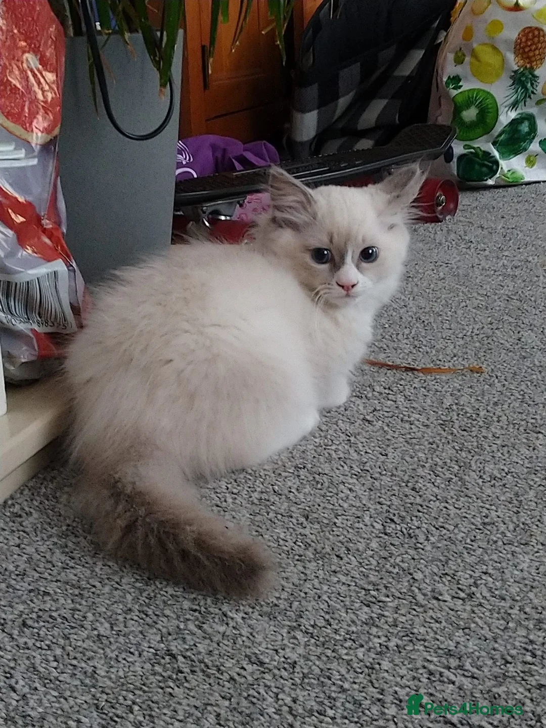 Ragdoll cats for sale: Female kittens - Advert 11