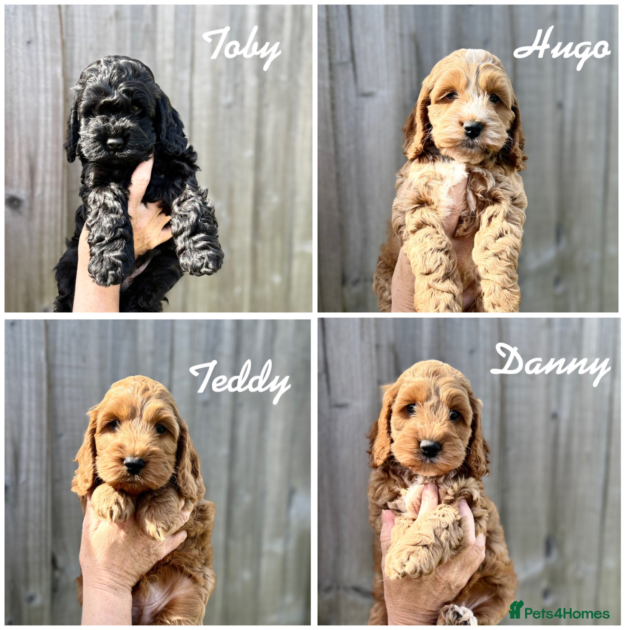 Cockapoo dogs F1 cockapoo puppies - Advert 4