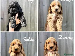 Cockapoo dogs F1 cockapoo puppies - Advert 4