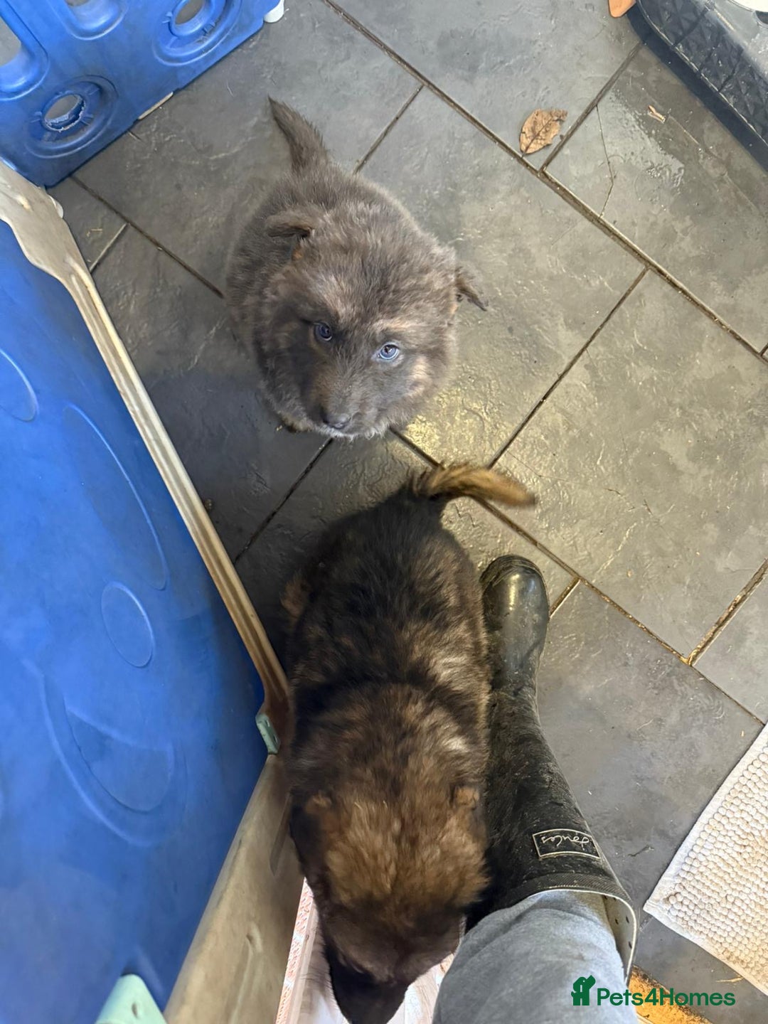 German Shepherd dogs for sale: German shepherd puppies - Advert 13