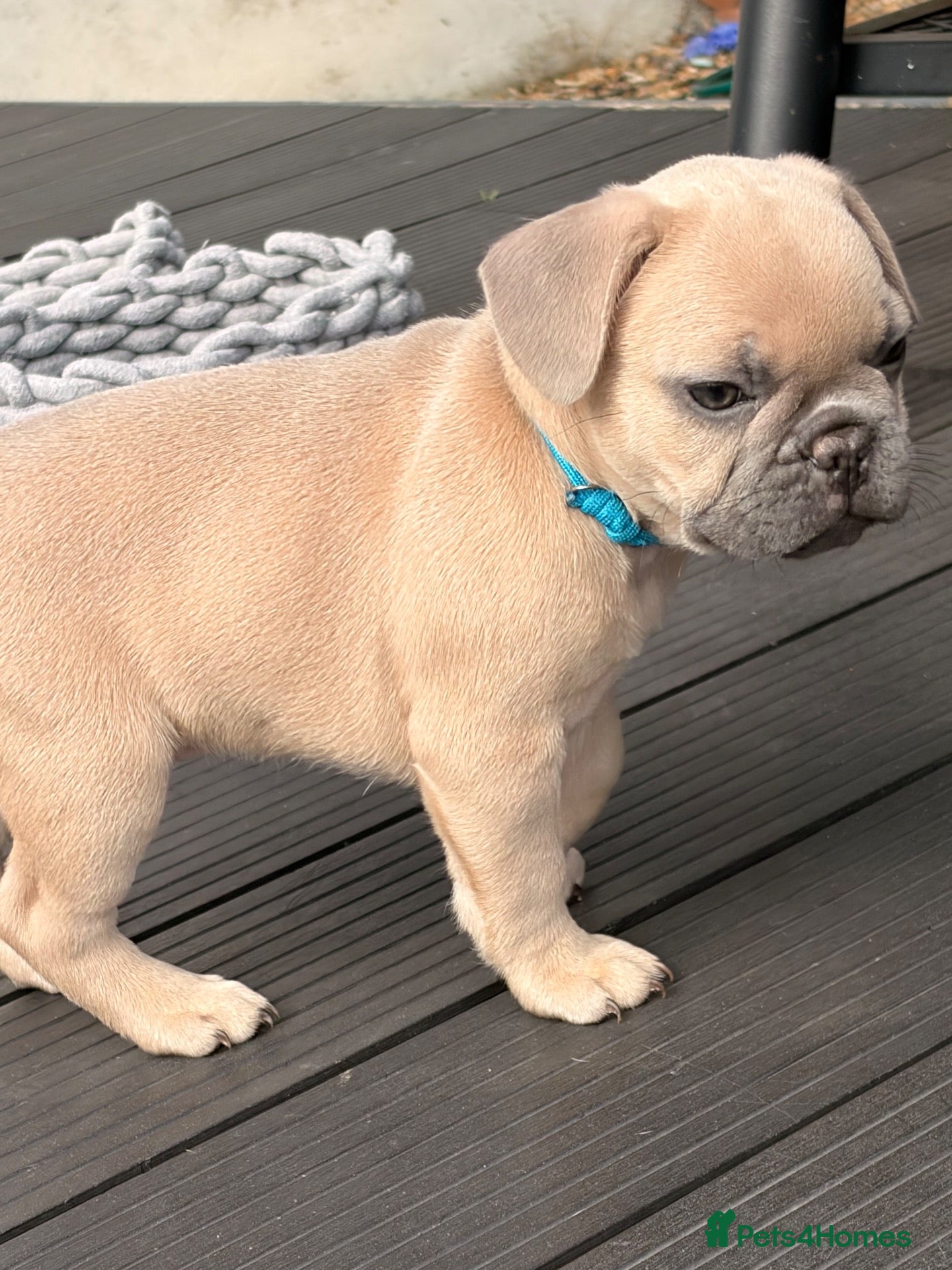 French Bulldog dogs 🐾 French Bulldog Puppies – ready for new homes 🐾 - Advert 15