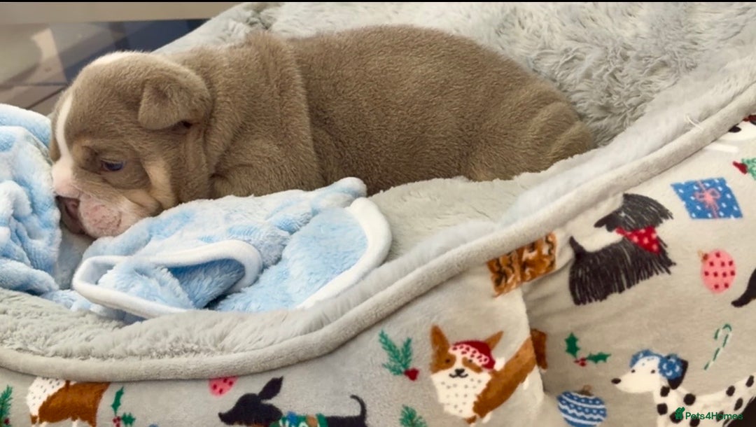 English Bulldog dogs for sale: Stunning posherbulls Turkish pups (last pup left) - Advert 6