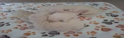 Ragdoll cats for sale: Ragdoll kittens  - Advert 4