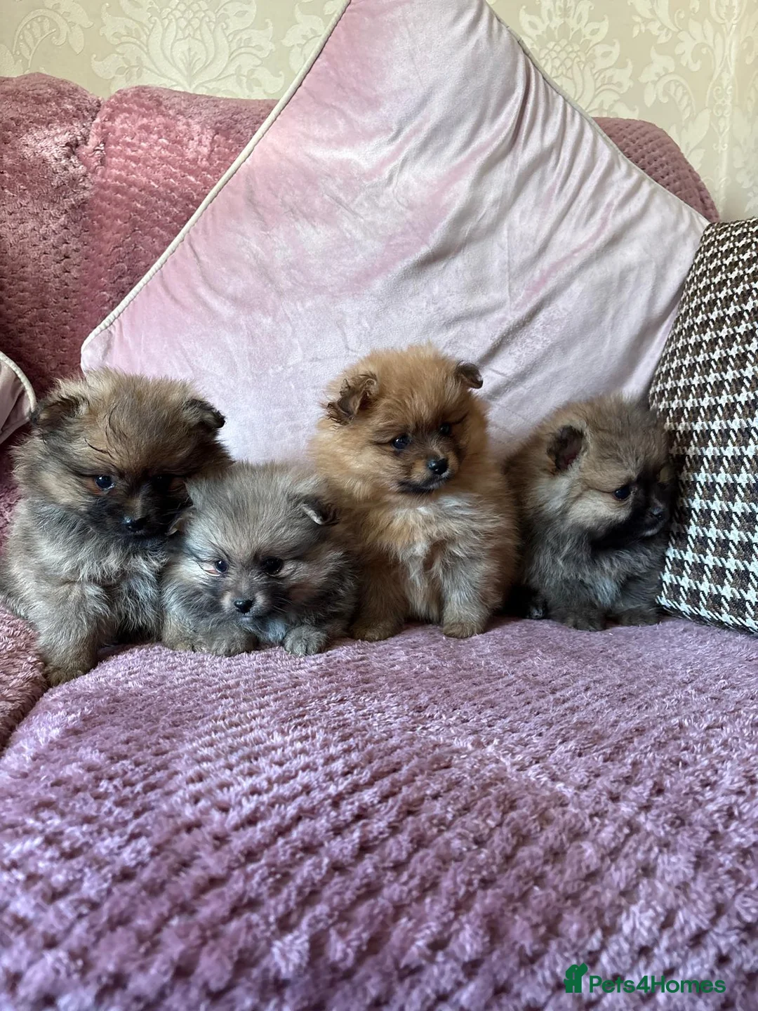 Pomeranian dogs for sale: LAST 2 GIRLS STUNNING TINY PUPPIES  in Manchester - Advert 2