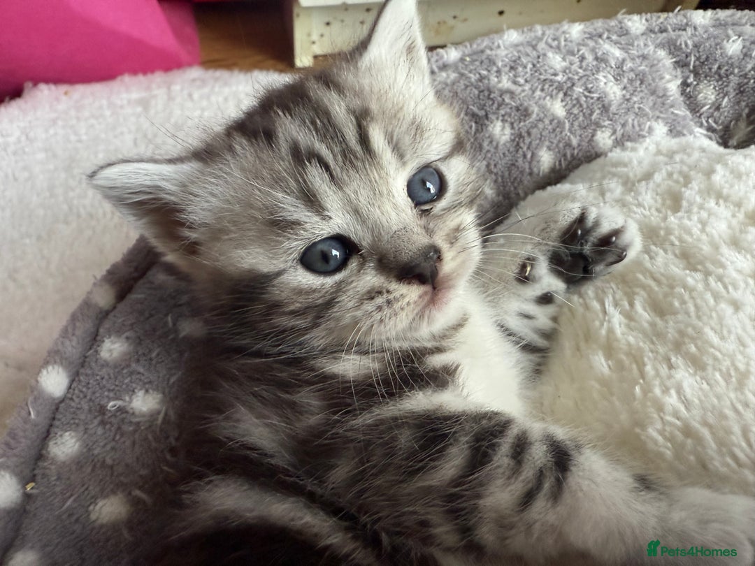 British Shorthair cats for sale: GCCF Rare Show Quality BSH Silver Tabby Kittens - Image 5
