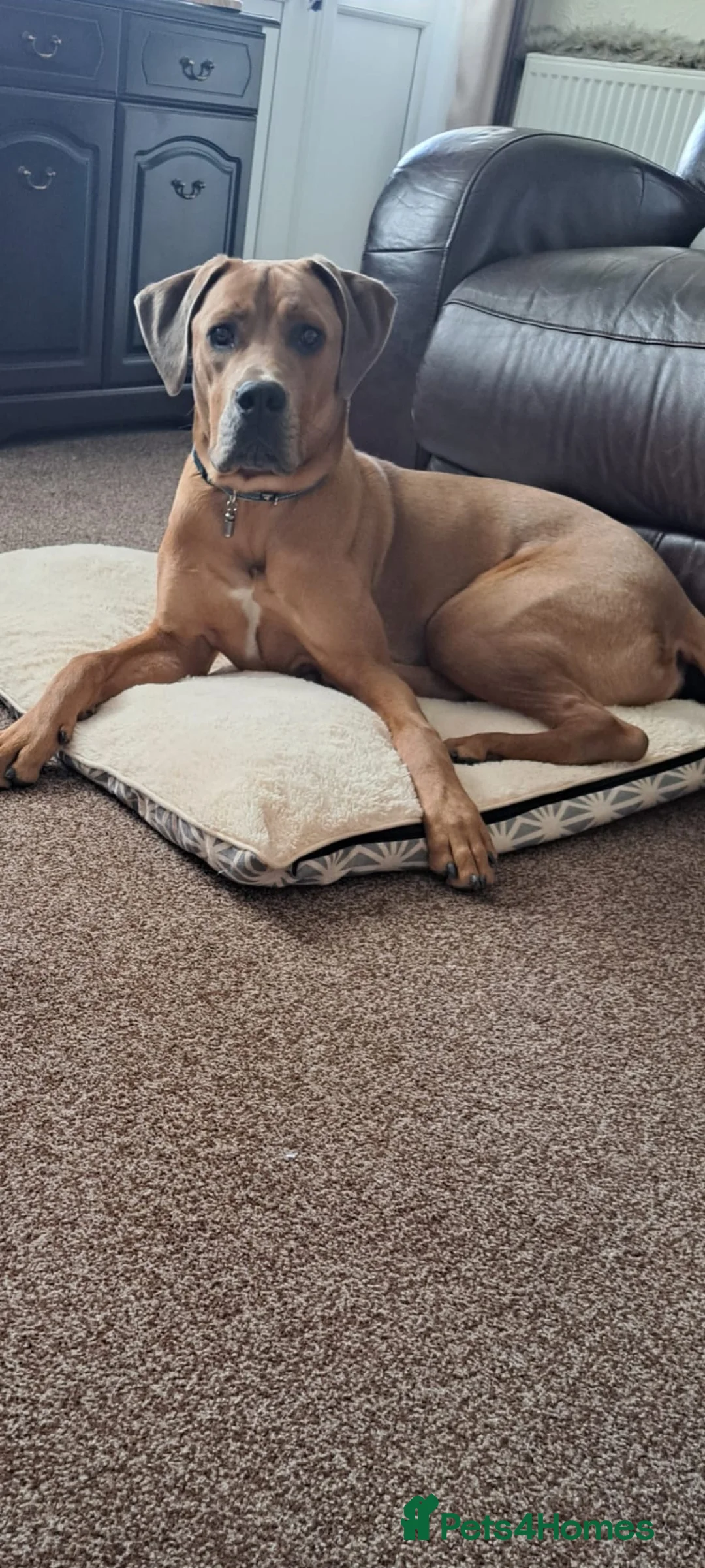 Mixed Breed dogs for sale: Oscar - Advert 2