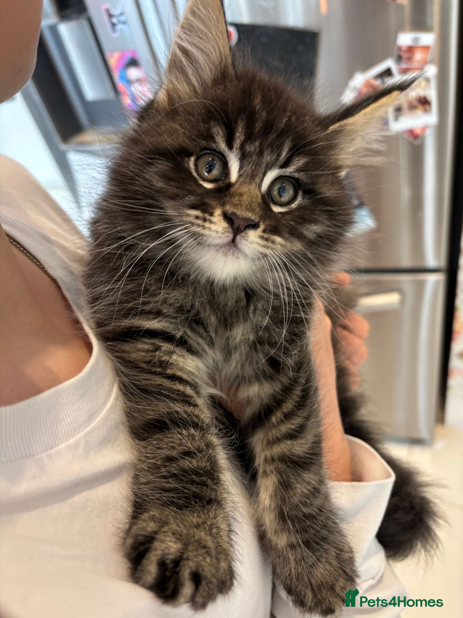 Maine Coon cats TICA Registered Pure Pedigree Main Coon Kittens  - Advert 1