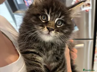 Maine Coon cats TICA Registered Pure Pedigree Main Coon Kittens - Advert 4