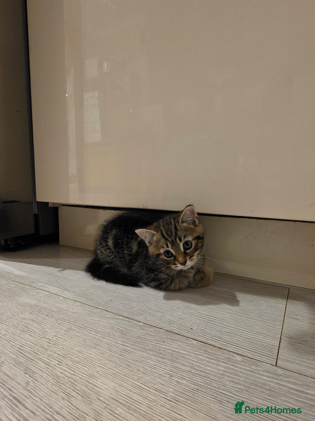 Mixed Breed cats for sale: Kittens - Advert 5