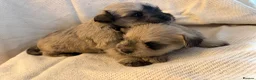 Miniature Schnauzer dogs for sale: 6 beautiful mini schnauzer for sale  - Advert 7