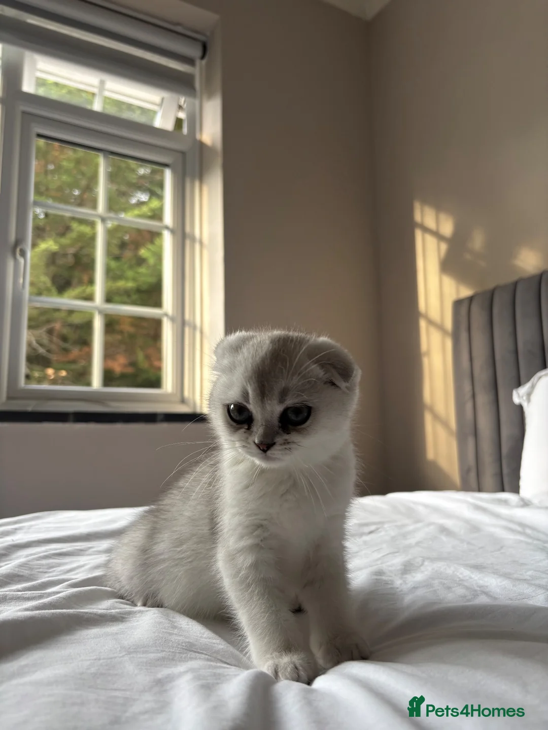 Scottish Fold cats for sale: Pure Scottish Fold Kitten  - Advert 1