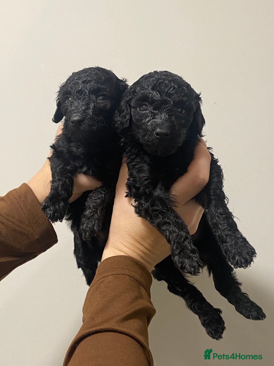 Toy Poodle dogs for sale: 5 toy poodles unique markings  - Image 8