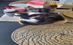 Persian cats for sale: 2 female kittens 1 persian cat for adoption - Image 2
