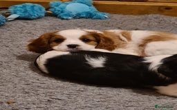 Cavalier King Charles Spaniel dogs for sale: Cavalier puppy (health tested parents) - Image 2