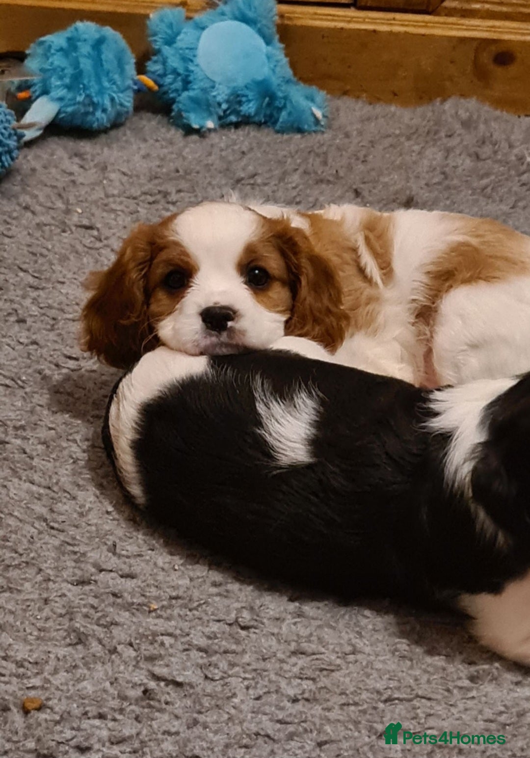 Cavalier King Charles Spaniel dogs for sale: Cavalier puppy (health tested parents) - Image 2
