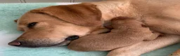 Labrador Retriever dogs for sale: Fox Red Puppies fully health tested FTCH lines in Swanage - Advert 3