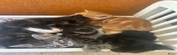 Mixed Breed cats for sale: Playful kittens and mother - Advert 20