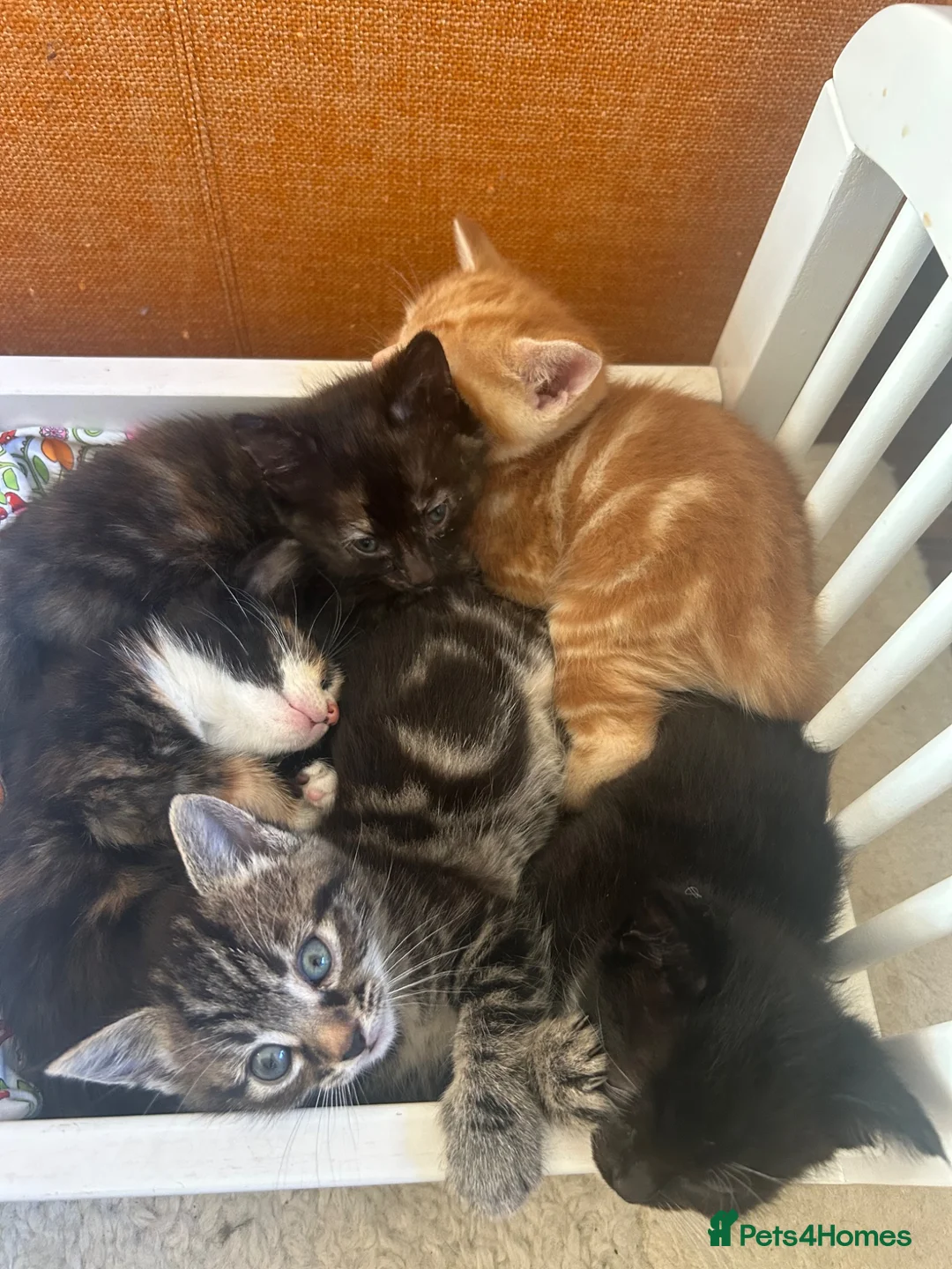 Mixed Breed cats for sale: Playful kittens and mother - Advert 20