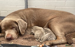 Labrador Retriever dogs for sale: Stunning kc silver Labradors  - Image 23