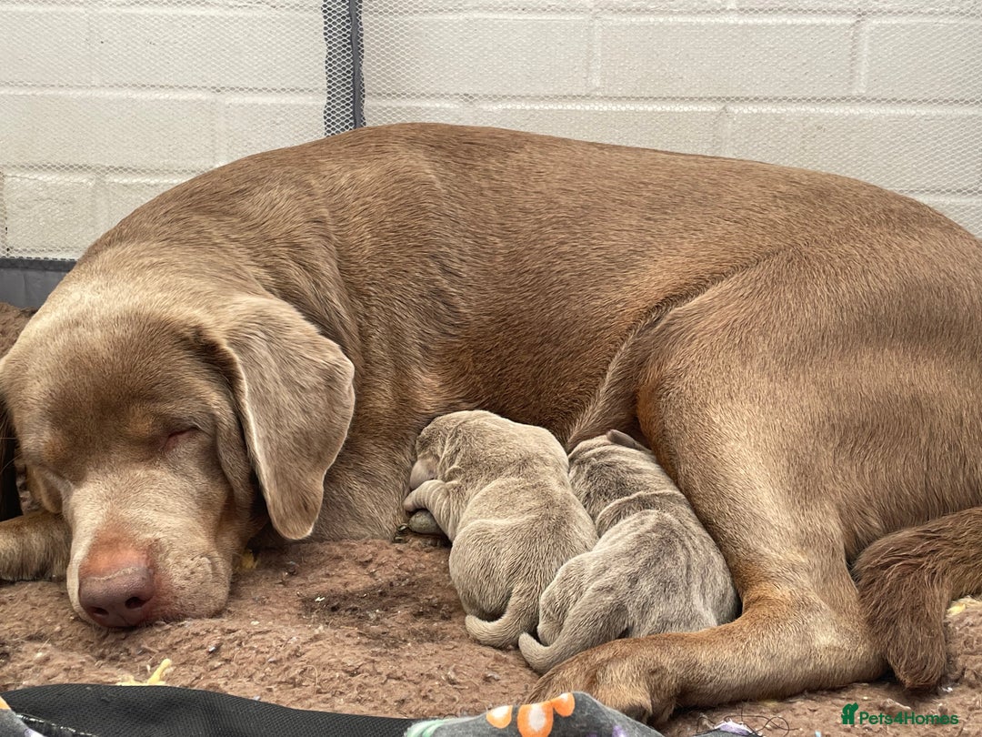 Labrador Retriever dogs for sale: Stunning kc silver Labradors  - Image 23