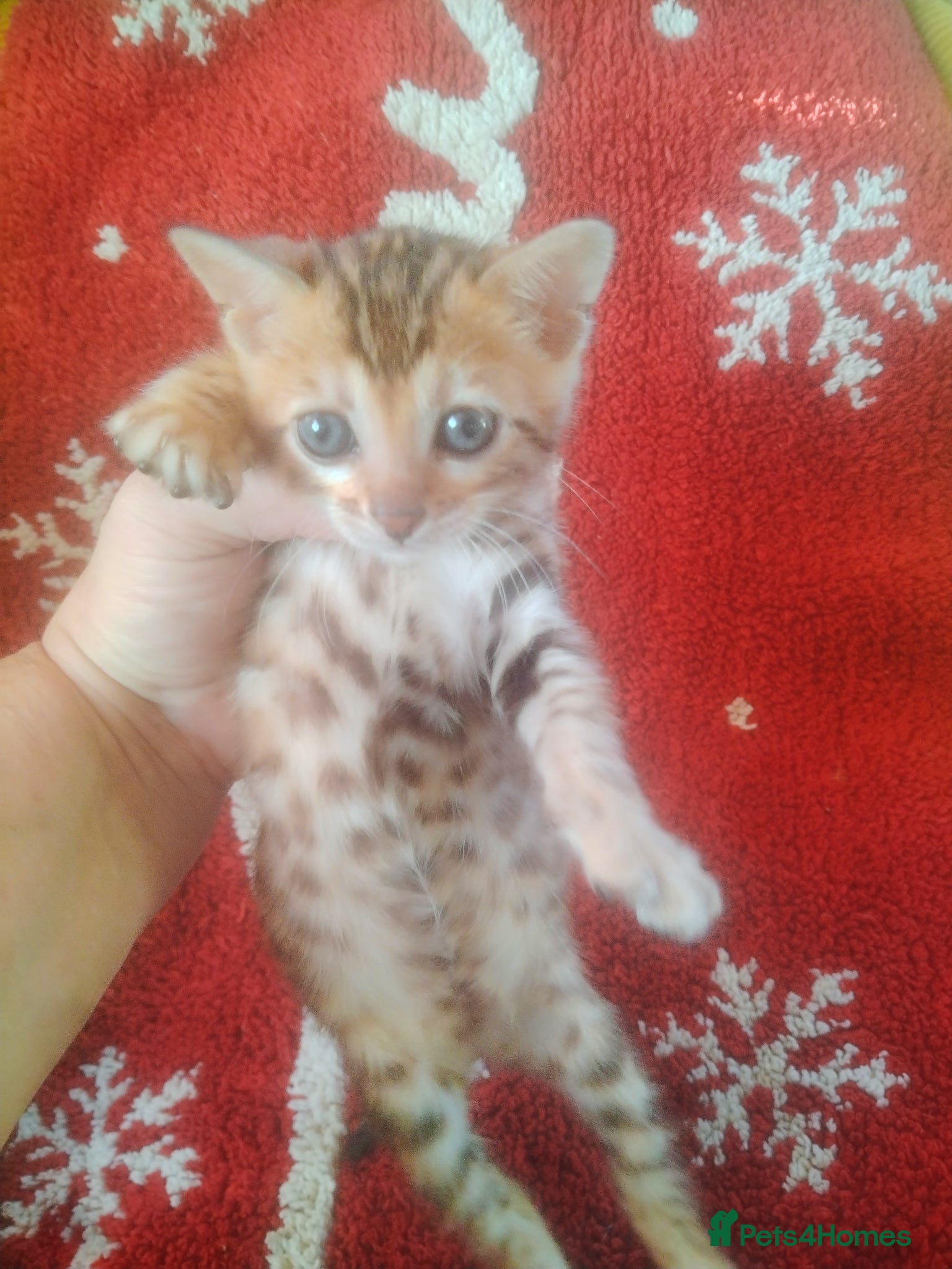 Bengal cats Bengal kitty Dolly ready for new home 😺❤️🐾   - Advert 4
