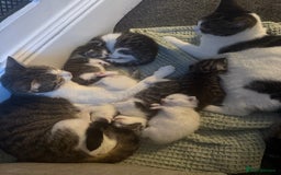 British Shorthair cats for sale: Short hair kittens available  - Image 1
