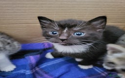 Mixed Breed cats for sale: 4 adorable kittens for sale - Image 9