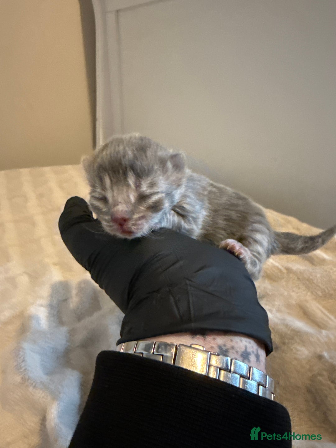 Scottish Fold cats for sale: Scottish fold kittens - Advert 11