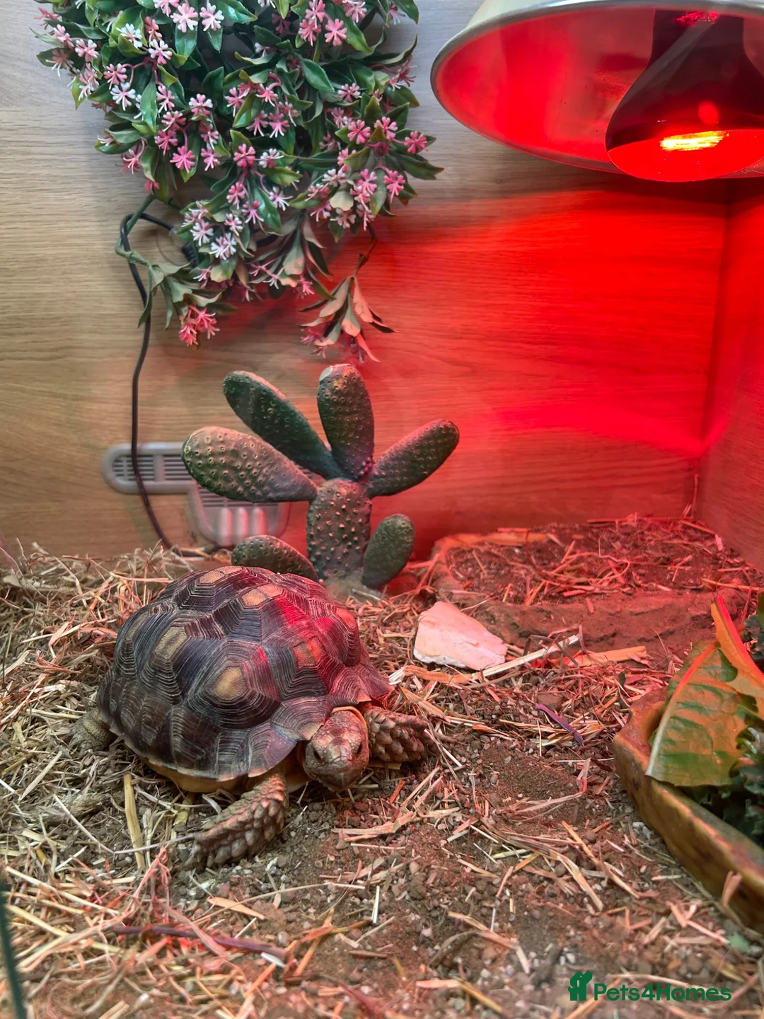 Tortoise reptiles for sale: Tortoise in Warrington - Advert 3