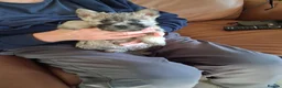 Cairn Terrier dogs for sale: 7 Adorable Cairn Terrier Pups - Advert 20