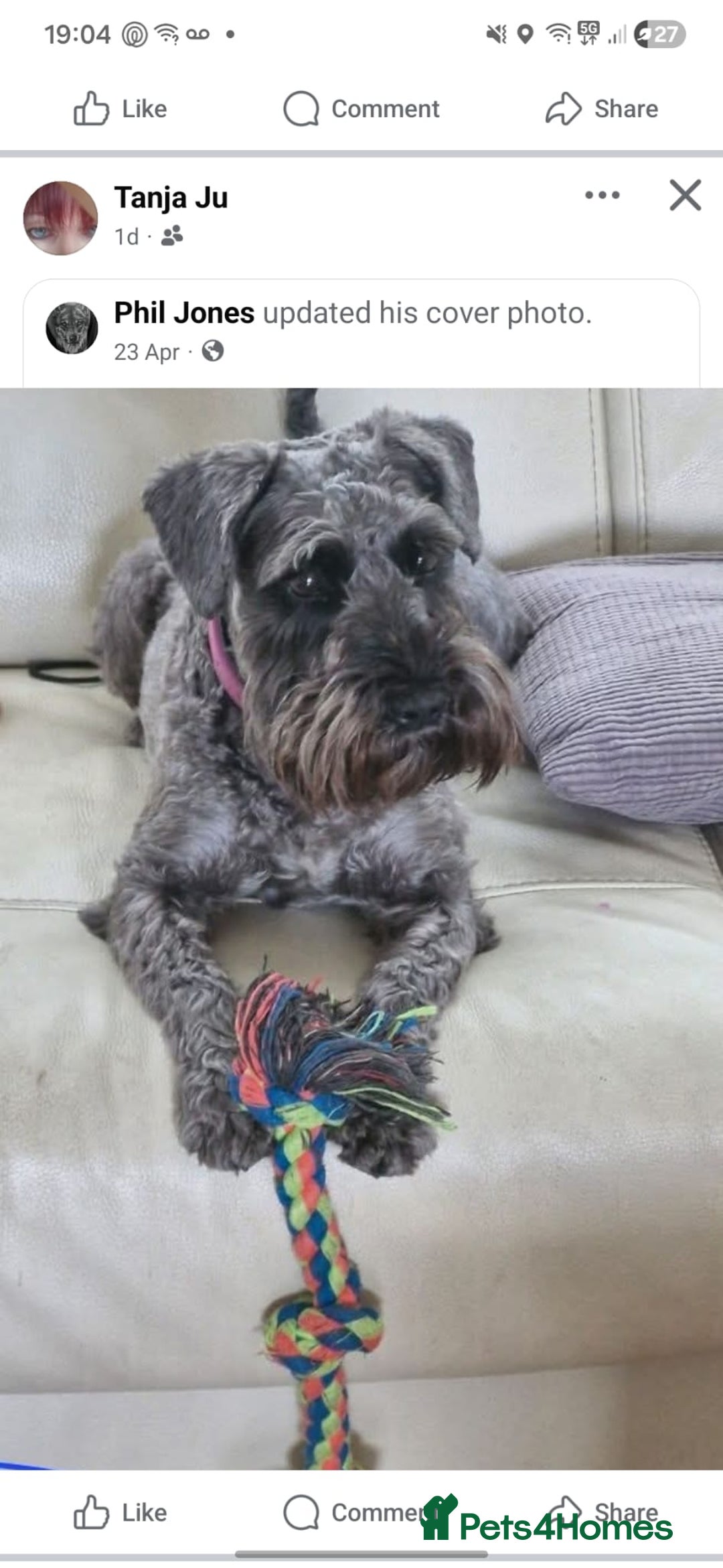 Miniature Schnauzer dogs for sale: Miniature Schnauzer puppies  - Advert 10