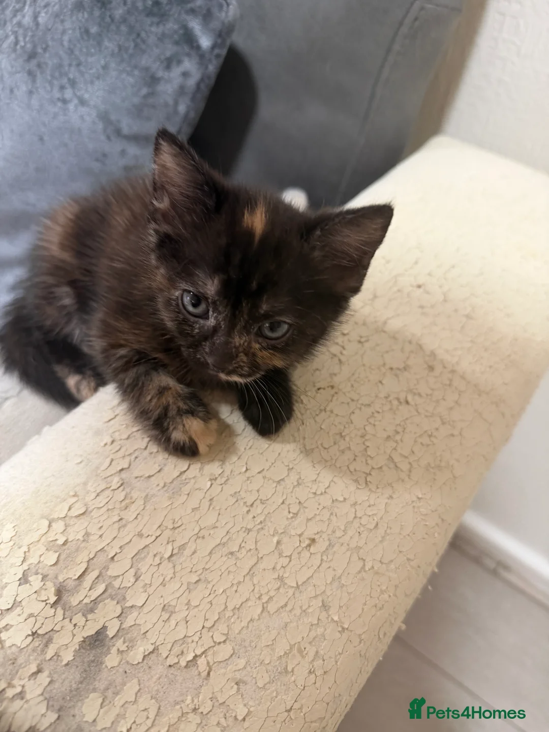 American Shorthair cats for sale: 5 beautiful kittens for sale  - Advert 3