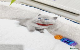 British Shorthair cats for sale: BRITISH SHORT-HAIR KITTENS   - Image 3