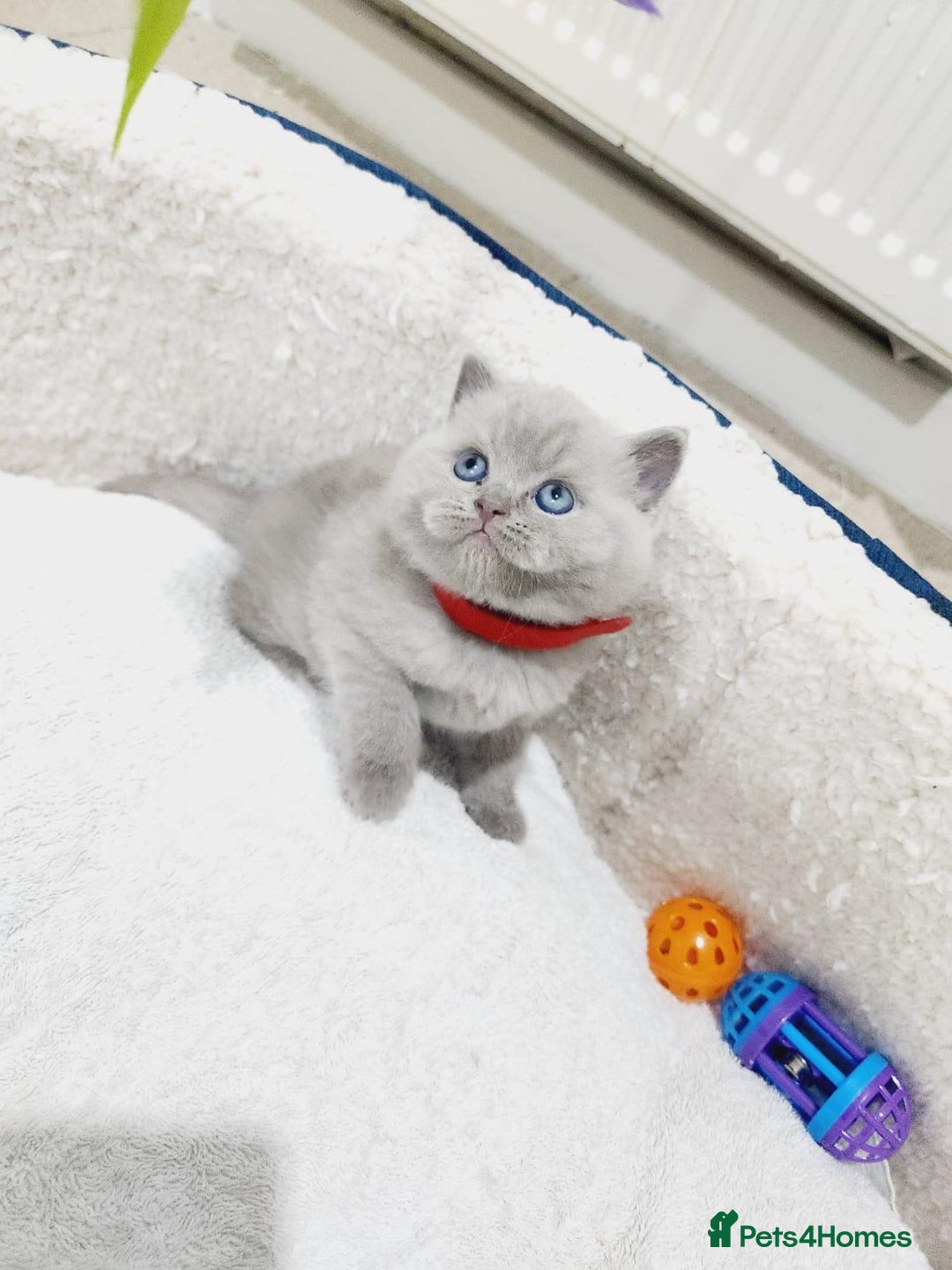 British Shorthair cats for sale: BRITISH SHORT-HAIR KITTENS   - Image 3