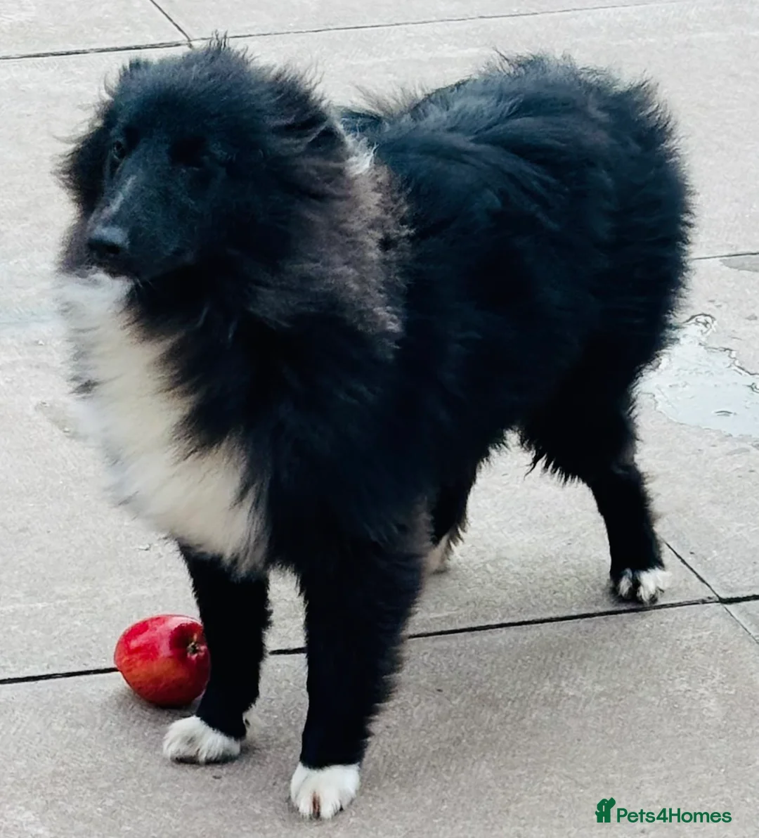Shetland Sheepdog dogs for sale: Very pretty black bi girl  - Advert 15