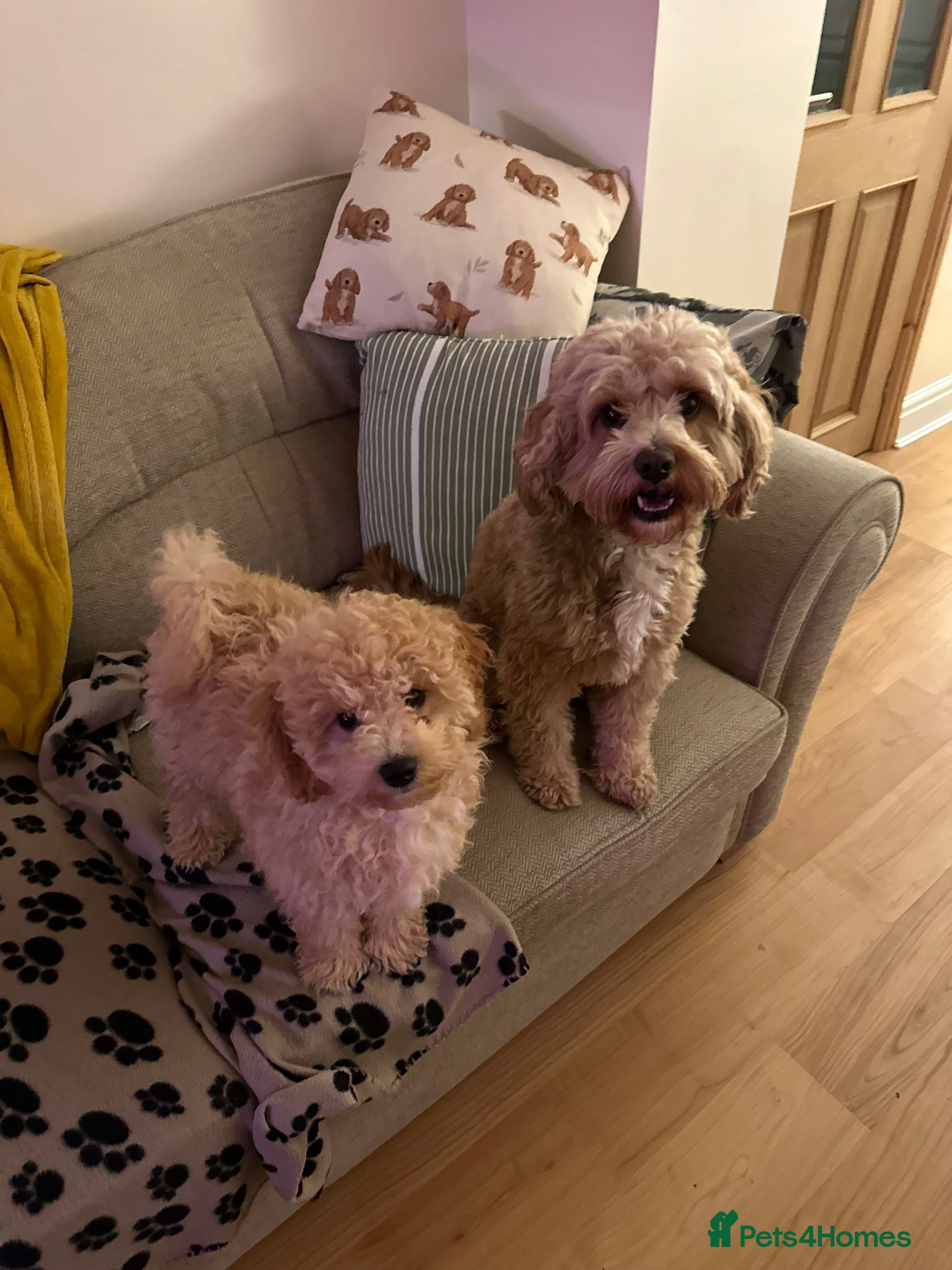 Cavapoo dogs A beautiful litter of F2 Cavapoos - Advert 2