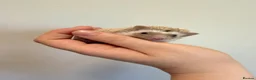 Pygmy Hedgehog rodents for sale: Hoglets available for reservation  - Advert 4