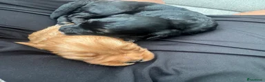 Cockapoo 1