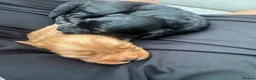 Cockapoo dogs for sale: Beautiful Cockapoo puppies  in Bicester - Advert 3