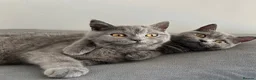 British Shorthair cats for sale: pure pedigreeBritish shorthairs kittens - Advert 16