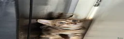 Norwegian Forest Cat cats for sale: 3 stunning half Norwegian kittens left - Advert 11