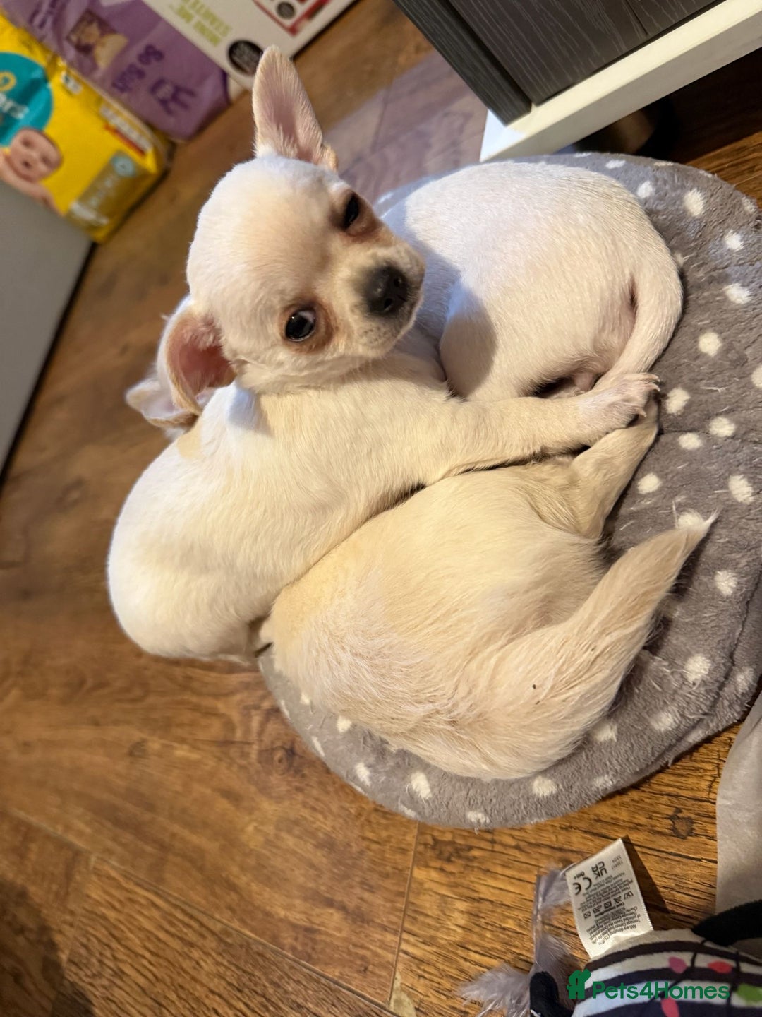 Chihuahua dogs for sale: Puppies chihuahuas 1 boy and 2 little princesses  - Image 16